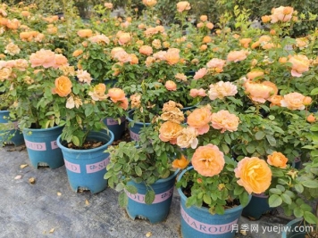 月季花怎么養(yǎng)才能養(yǎng)得好？怎樣養(yǎng)好月季花新手篇