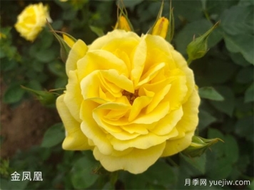 4個(gè)常見的黃色月季花也太好看了