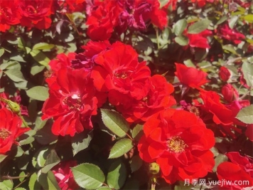 想要月季爆花？初春月季養(yǎng)護8要訣先掌握