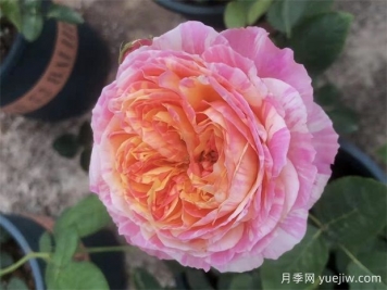 養(yǎng)月季，如何操作，才能花開不斷