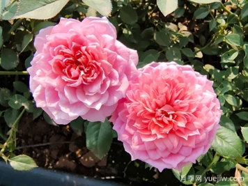 讓月季花連續(xù)開花的辦法有哪些？