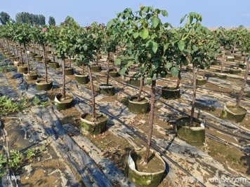 養(yǎng)植樹狀月季要注意什么？