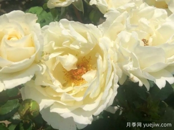 導師之花月季