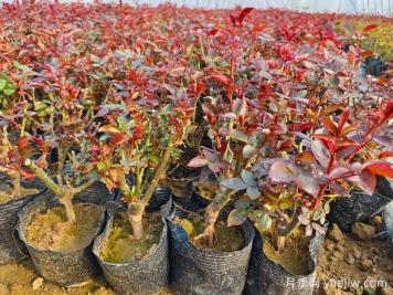 月季花總是養(yǎng)不活？學(xué)會(huì)簡(jiǎn)單養(yǎng)護(hù)，連開幾個(gè)月