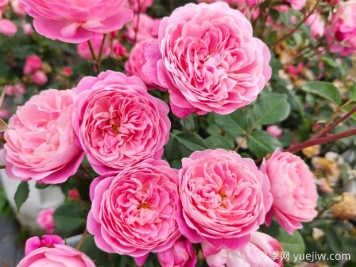 月季花的養(yǎng)護(hù)與管理方法