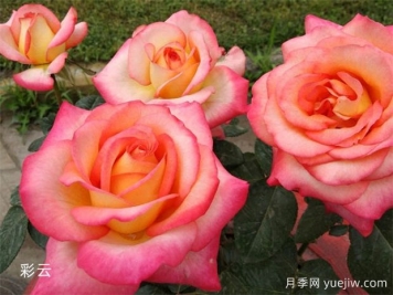 月季花養(yǎng)護：如何讓您的月季繁花似錦