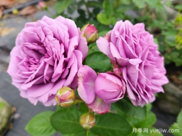 冬季養(yǎng)月季花，做好4點防護春季開滿花