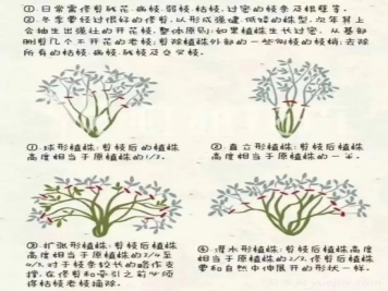 又快到春天月季修剪時(shí)，詳細(xì)圖解教你學(xué)會(huì)要領(lǐng)