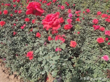 月季只長葉子不開花？應(yīng)該怎么辦