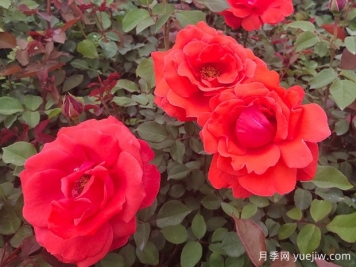 如何讓月季花開的更美？按照這個(gè)養(yǎng)護(hù)措施