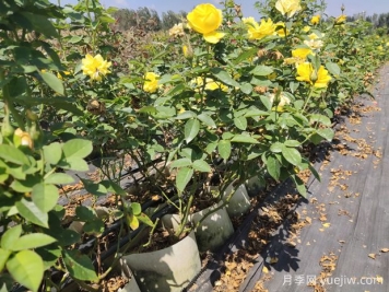 如何養(yǎng)護(hù)讓月季枝干變粗？