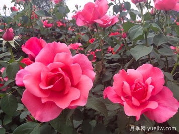 掌握月季養(yǎng)護口訣，讓月季實現月月開花