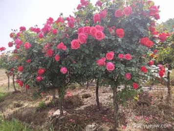 月季花修剪整，打造美麗造型的技巧