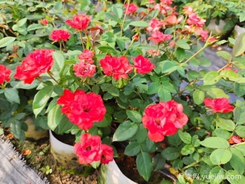 如何養(yǎng)殖月季花？從選土到修剪的全面指南