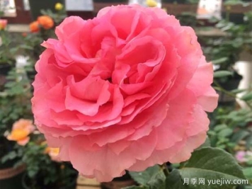 花香蜜語(yǔ)月季