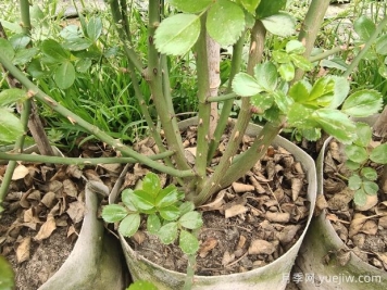 如何判斷月季休眠？如何修剪讓花開更多