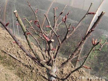 光桿月季怎么發(fā)芽快？