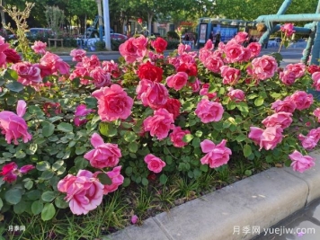 月季花為什么越開越小甚至不開花？