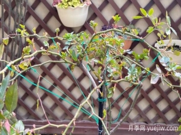 養(yǎng)月季要橫拉，萌芽多變成開花機器