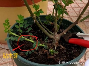 春天月季腳芽要抹掉嗎？這3種情況需要處理掉