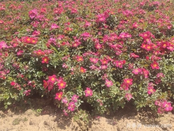 月季盆栽土壤保持適宜濕度的4大好處，附帶3種檢測方法