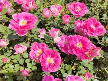 月季花不好養(yǎng)！那是因為你沒有掌握這幾個方法