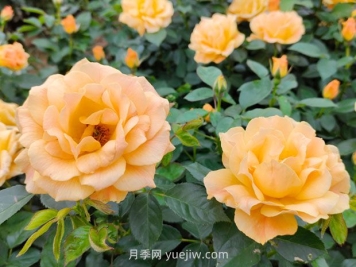 月季并不難養(yǎng)，只需要掌握6個小妙招