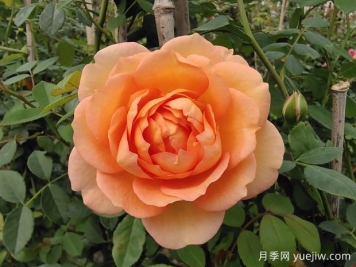 六種黃色藤本月季，養(yǎng)殖容易，開(kāi)花超美