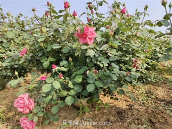 5月養(yǎng)月季如何做？虐一虐，花芽多開(kāi)花早