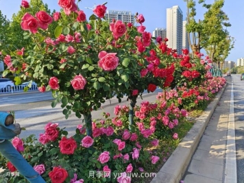 樹狀月季葉片發(fā)黃怎么辦？原因和應(yīng)對措施