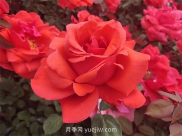 如何通過修剪大花月季，保證它的生長健康？