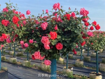 樹狀月季呈現(xiàn)葉子發(fā)黃掉落的緣由有哪些？