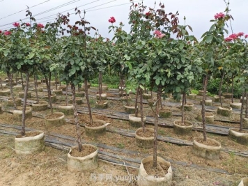 造成樹狀月季不開花的因素有哪些？