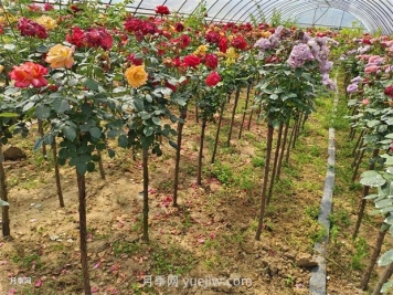 樹狀月季怎么種植？