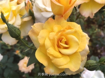 月季花好養(yǎng)嗎？