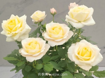 香妃美人月季