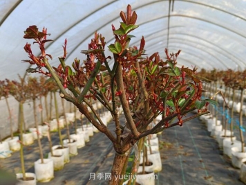 什么季節(jié)適合修剪月季花的枝條？
