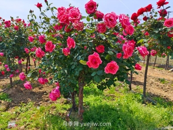 種植樹狀月季，做好這五步就能一樹繁花，香氣襲人