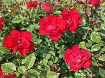 夏天養(yǎng)月季花害怕4種水，會(huì)把花澆死