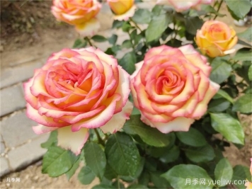 月季花夏季養(yǎng)護(hù)管理重點(diǎn)，4方面讓月季長的旺