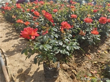夏季月季養(yǎng)護全攻略，讓月季花絢麗一夏
