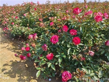 月季的夏季養(yǎng)護方法