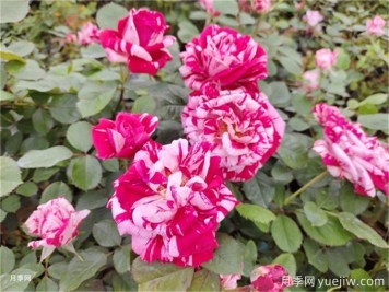 月季的夏季養(yǎng)護管理