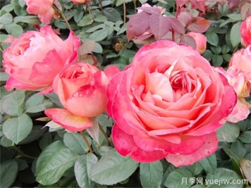月季夏季養(yǎng)護，讓月季安全度夏的小秘訣