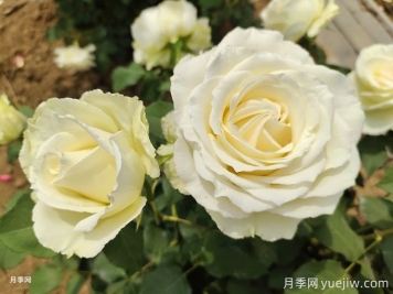 推薦5種經(jīng)典白色月季品種，高雅純潔