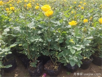 月季花苞該不該疏蕾？