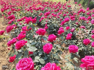 景觀月季花謝了后，如何再次開花？
