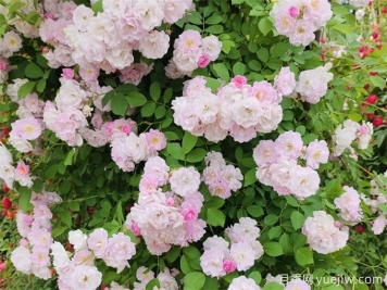秋季薔薇花該如何養(yǎng)護(hù)？
