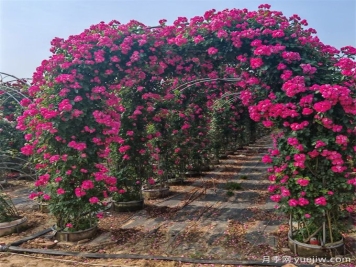藤本植物必知四大類，你知道幾個(gè)？