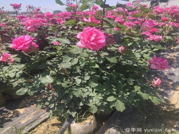 園林觀花、觀葉、觀干植物的整形修剪